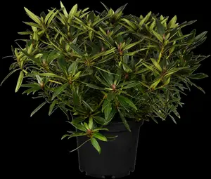 Rhododendron ponticum - 30-40 CM C5 - image 3