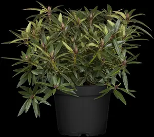 Rhododendron ponticum - 30-40 CM C5 - image 2
