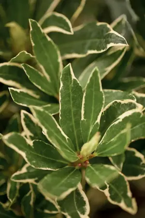 Rhododendron ponticum 'Variegatum' - 5 Ltr pot - image 3