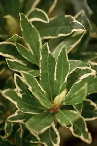Rhododendron ponticum 'Variegatum' - 5 Ltr pot - image 3