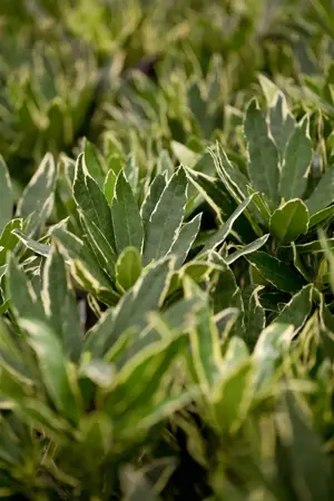 Rhododendron ponticum 'Variegatum' - P13 - image 2