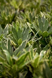 Rhododendron ponticum 'Variegatum' - P13 - image 2