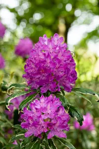 Rhododendron ponticum 'Variegatum' - 60-80 CM C20 - image 5