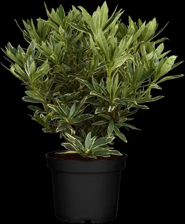 Rhododendron ponticum 'Variegatum' - 5 Ltr pot - image 1