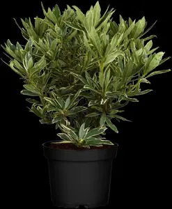 Rhododendron ponticum 'Variegatum'