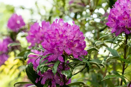 Rhododendron ponticum 'Variegatum' - 5 Ltr pot - image 4