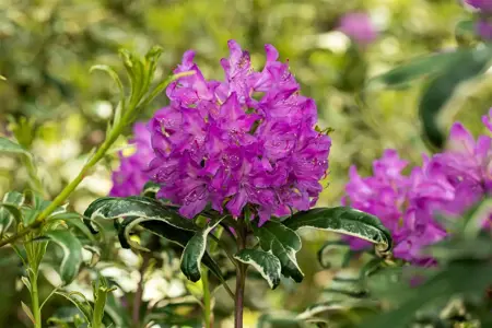 Rhododendron ponticum 'Variegatum' - 50-60 CM C20 - image 5