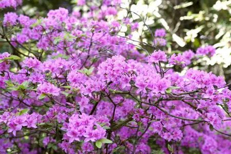 Rhododendron 'Praecox' - P12 - image 3