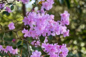 Rhododendron 'Praecox' - 40-50 CM RB - image 4