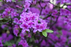 Rhododendron 'Praecox' - 60-80 CM C20 - image 5