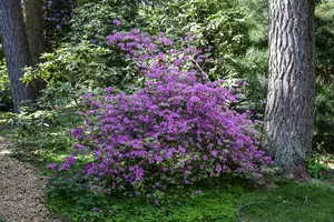 Rhododendron 'Praecox' - 80-100 CM C40 - image 2
