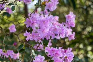 Rhododendron 'Praecox' - 80-100 CM C40 - image 4