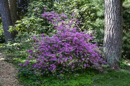 Rhododendron 'Praecox' - 30-40 CM C5 - image 2