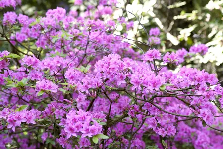 Rhododendron 'Praecox' - 30-40 CM C5 - image 3