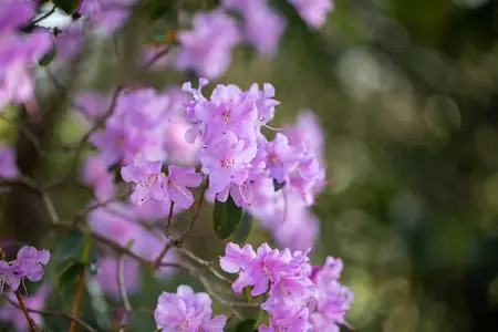 Rhododendron 'Praecox' - 30-40 CM C5 - image 5