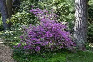 Rhododendron 'Praecox' - 40-50 CM C5 - image 2