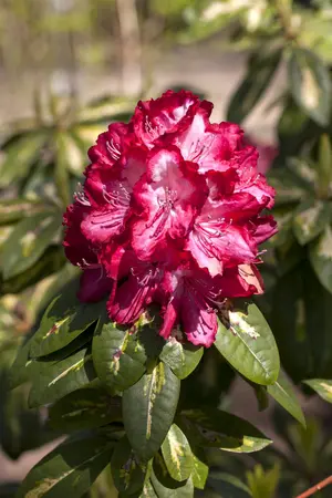 Rhododendron 'President Roosevelt' - 60-80 CM C20 - image 1