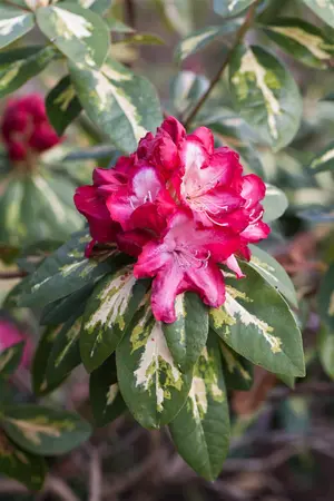 Rhododendron 'President Roosevelt' - 60-80 CM C20 - image 2