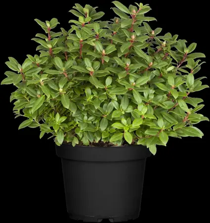 Rhododendron 'Princess Anne' - 3 Ltr pot - image 2