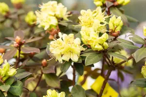 Rhododendron 'Princess Anne' - 3 Ltr pot - image 3