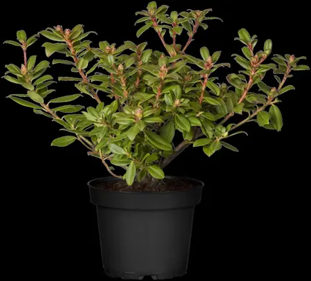 Rhododendron 'Princess Anne' - 3 Ltr pot - image 1