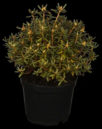 Rhododendron 'Purple Pillow' - 30-40 CM C5