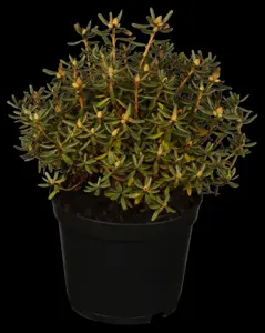 Rhododendron 'Purple Pillow'