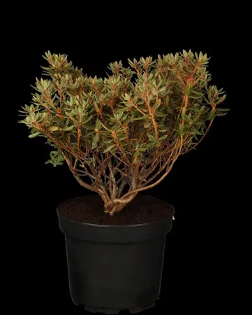 Rhododendron 'Ramapo' - 3 Ltr pot - image 1