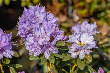 Rhododendron 'Ramapo' - 30-40 CM C5 - image 2