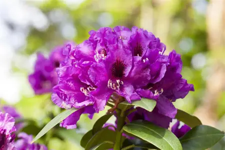 Rhododendron 'Rasputin' - 5 Ltr pot - image 1