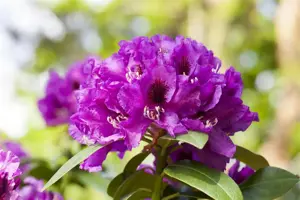 Rhododendron 'Rasputin'