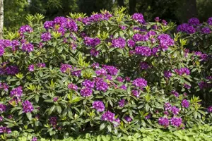 Rhododendron 'Rasputin' - 50-60 CM C10 - image 2