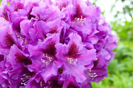Rhododendron 'Rasputin' - 50-60 CM C10 - image 3