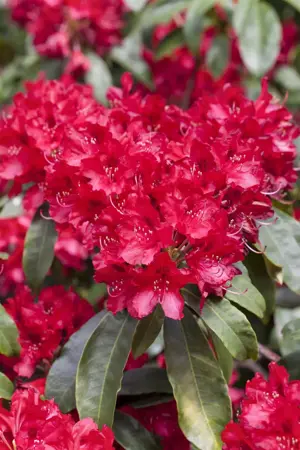Rhododendron 'Red Jack' - 40-50 CM C10 - image 3