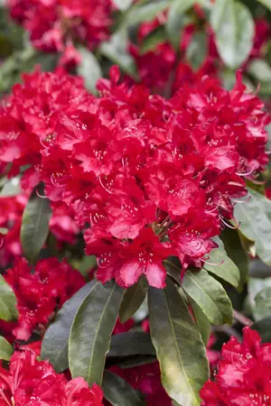Rhododendron 'Red Jack' - 60-80 CM C40