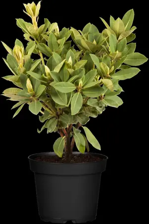 Rhododendron 'Red Jack' - 40-50 CM C10 - image 1