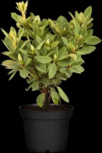 Rhododendron 'Red Jack'