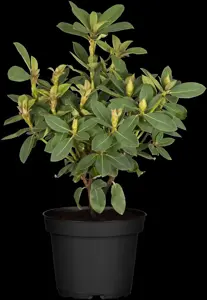 Rhododendron 'Red Jack' - 40-50 CM C10 - image 2