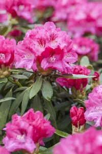Rhododendron 'Rocket'