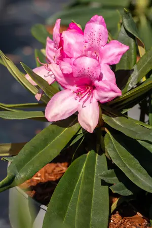 Rhododendron 'Rosa Perle' - 5 Ltr pot - image 4