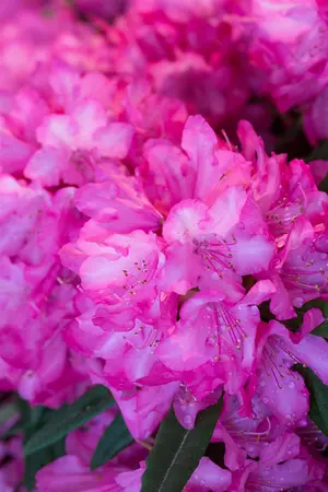 Rhododendron 'Rosa Perle' - 5 Ltr pot - image 2