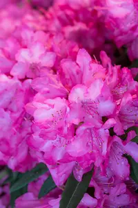 Rhododendron 'Rosa Perle' - 5 Ltr pot - image 2