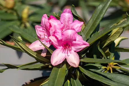 Rhododendron 'Rosa Perle' - 5 Ltr pot - image 5