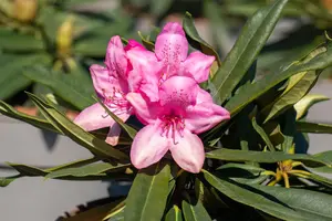 Rhododendron 'Rosa Perle' - 5 Ltr pot - image 5