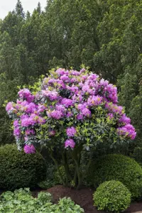 Rhododendron 'Roseum Elegans' - 60-80 CM C10 - image 4
