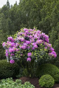 Rhododendron 'Roseum Elegans' - 30-40 CM C4 - image 4