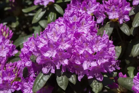 Rhododendron 'Roseum Elegans' - 5 Ltr pot - image 2