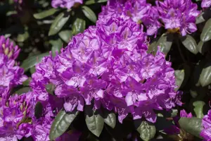 Rhododendron 'Roseum Elegans' - 5 Ltr pot - image 2