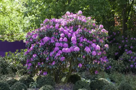 Rhododendron 'Roseum Elegans' - 5 Ltr pot - image 3