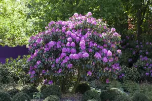 Rhododendron 'Roseum Elegans' - 5 Ltr pot - image 3